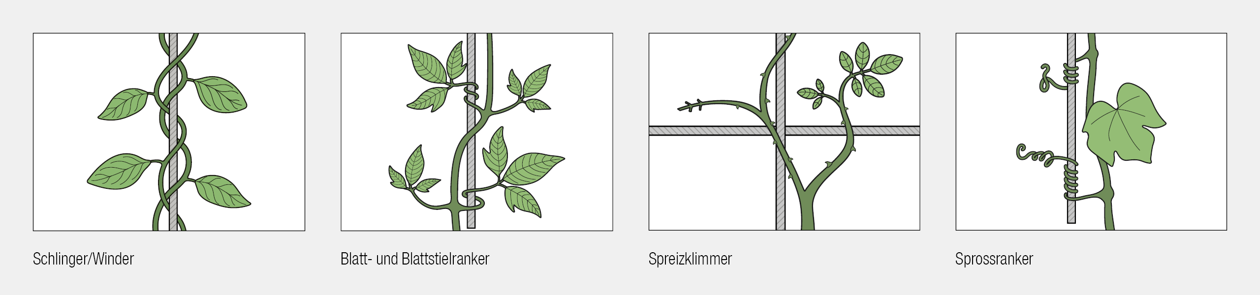Bei der Begrünung von WDVS-Fassaden hängt das mögliche Verlegeraster auch von der Art der Pflanze ab, bzw. ist die Pflanze je nach geplantem Verlegraster entsprechend zu wählen.